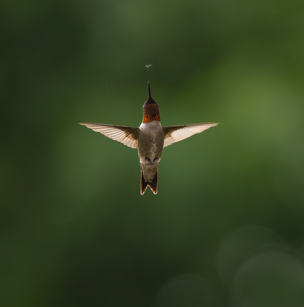 In The Little World von Eugene Zhu