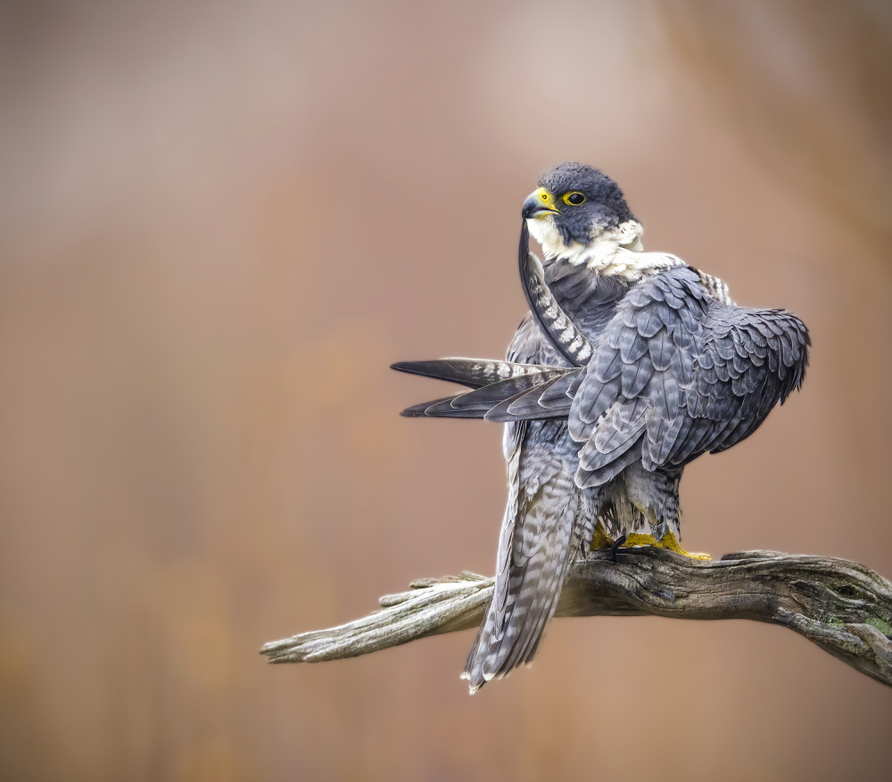 Preening von Eugene Zhu