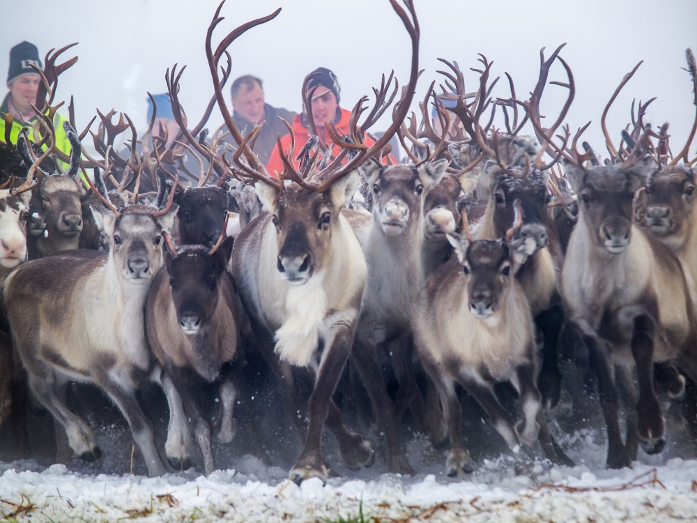 Reindeer gathering 1 von Eva Mårtensson