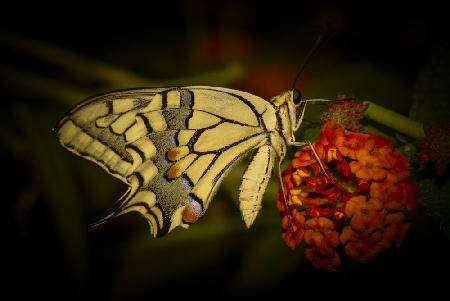 butterfly