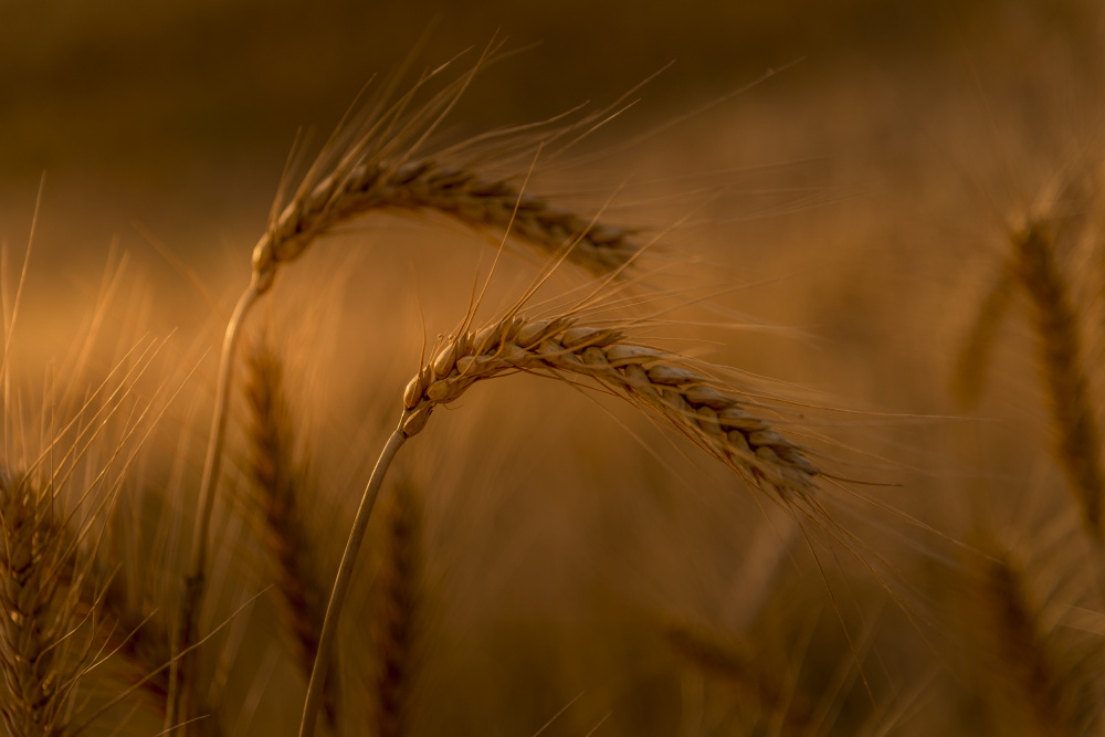 Wheats von Eyal Alcalay