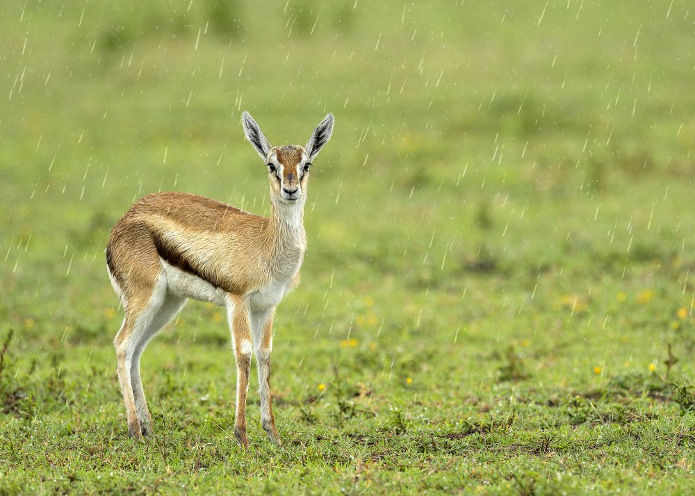 A rainy day von Eyal Amer