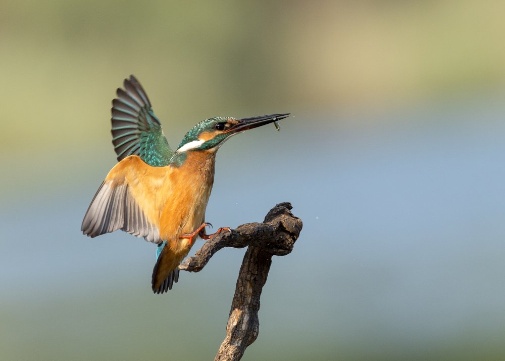 Common kingfisher von Eyal Amer