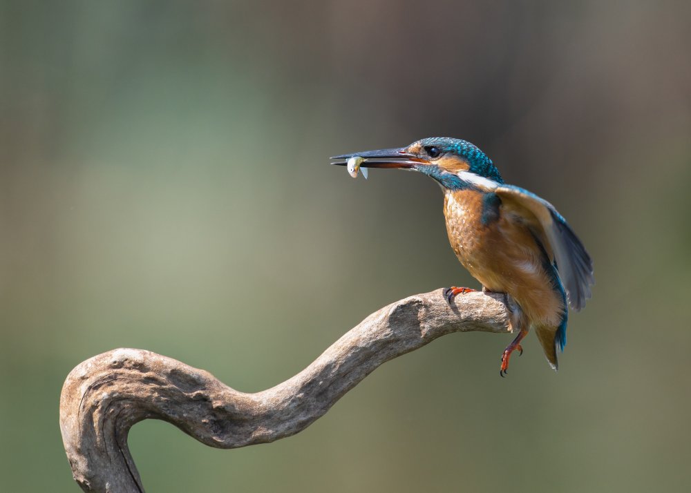 kingfisher with fish von Eyal Amer