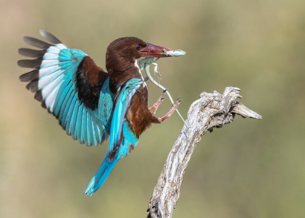 Halcyon smyrnensis von Eyal Amer