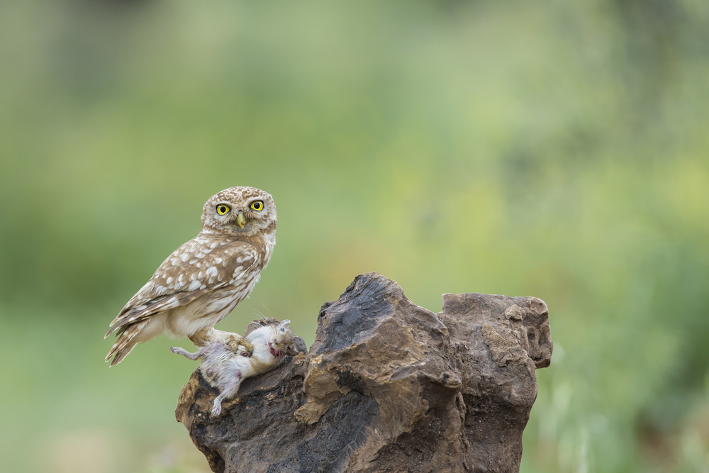 Little Owl von Eyal Amer