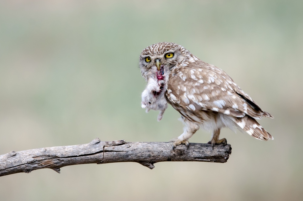 Little Owl von Eyal Amer