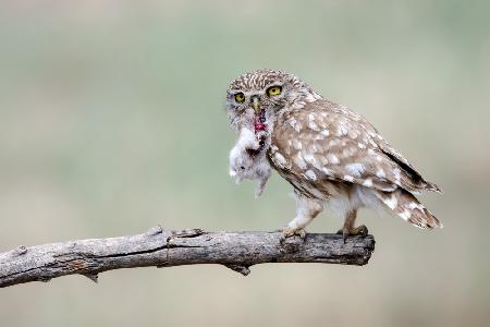 Little Owl