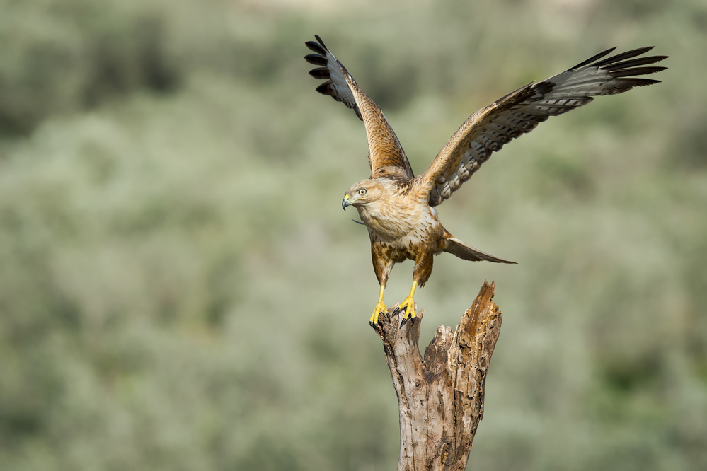 Long Legged Buzzard von Eyal Amer