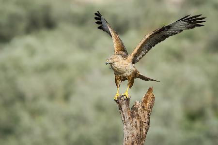 Long Legged Buzzard