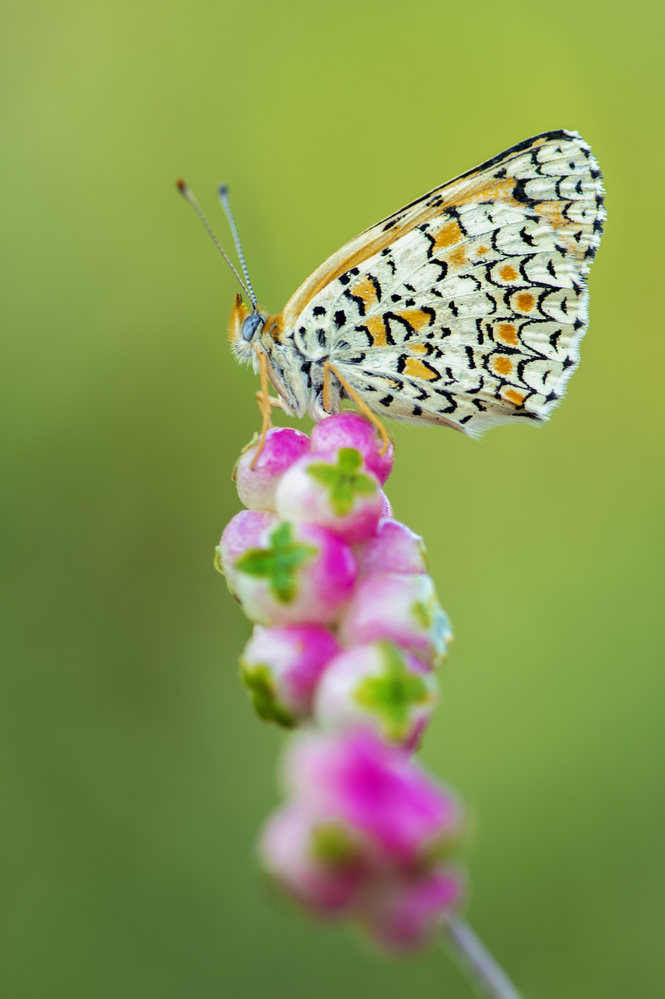 Butterfly at the tip von Eyal Amer