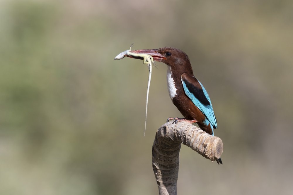 White-throated Kingfisher von Eyal Amer