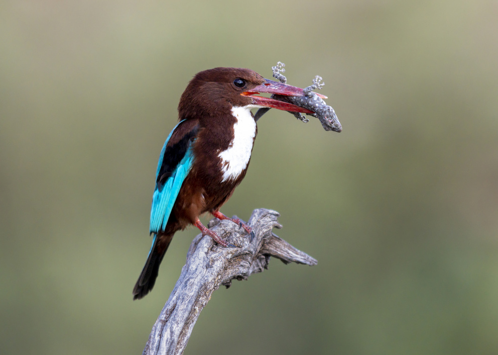 White-throated Kingfisher von Eyal Amer