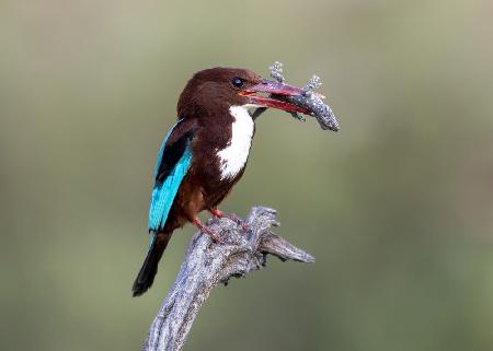 White-throated Kingfisher