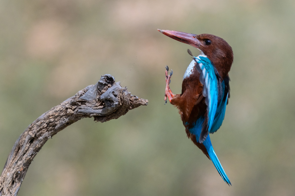 White-throated von Eyal Amer