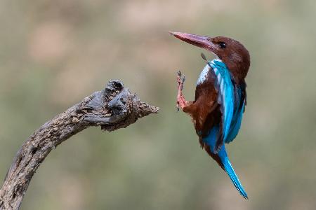 White-throated