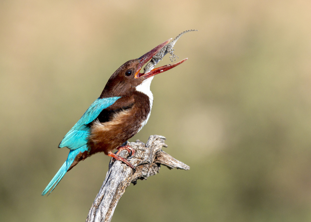 Wild nature von Eyal Amer