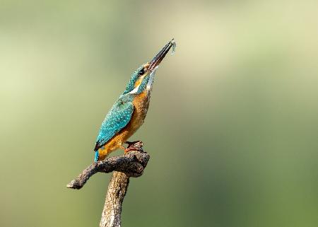 Beautiful kingfisher