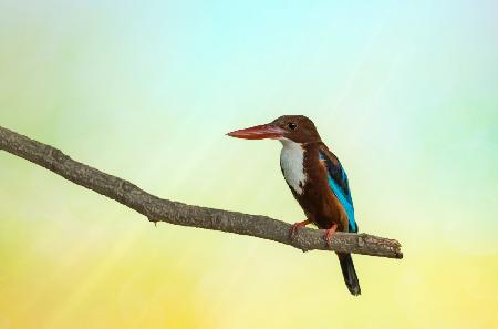 Morning relaxing on a tree branch