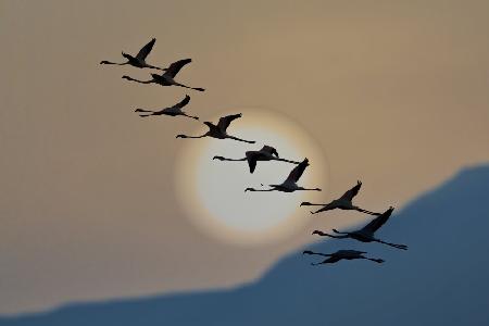 Flamingos at sunrise