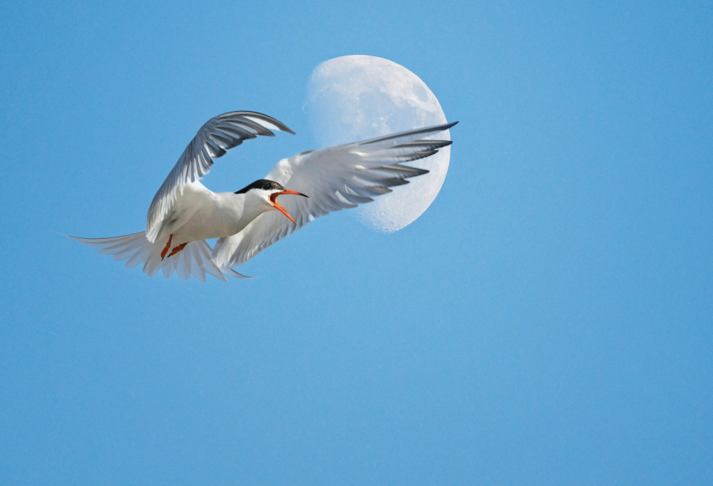 Flying gull against the Moon von Eyal Bar Or