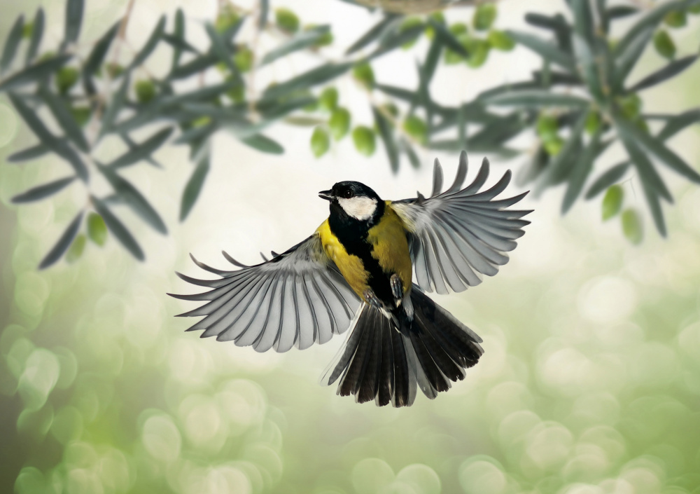 Great Tit flies at olive grove von Eyal Bar Or