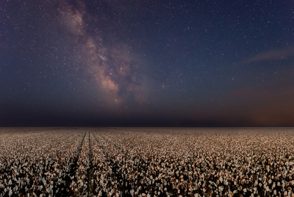 Night in a cotton field von Eyal Bar Or