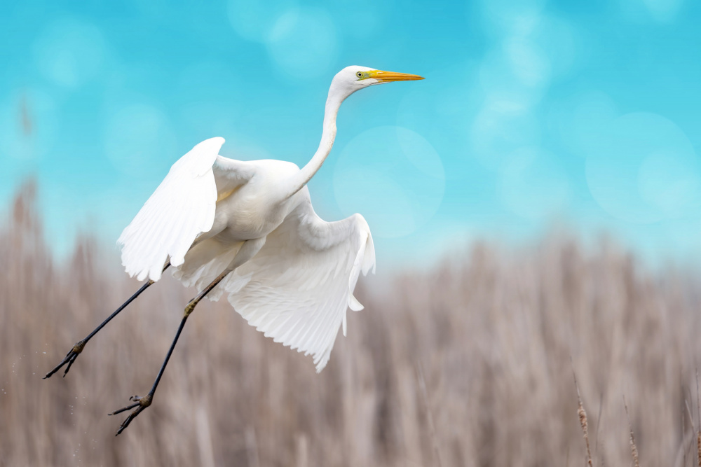 Great egret taking off von Eyal Bar Or