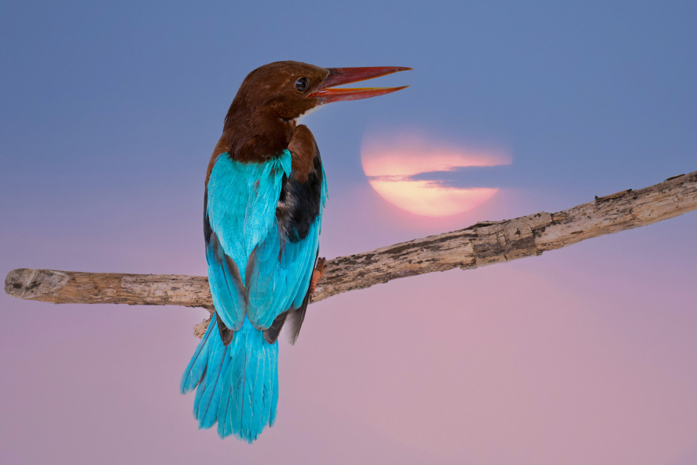 White-throated Kingfisher von Eyal Bar Or