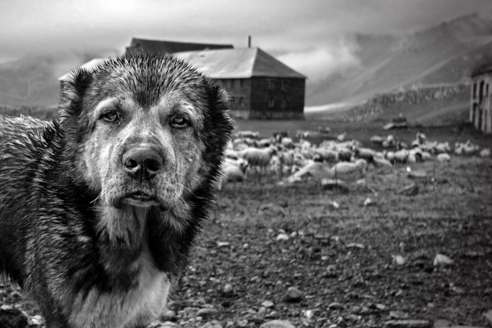 My Herd. No trespassing. von Eyal Bussiba