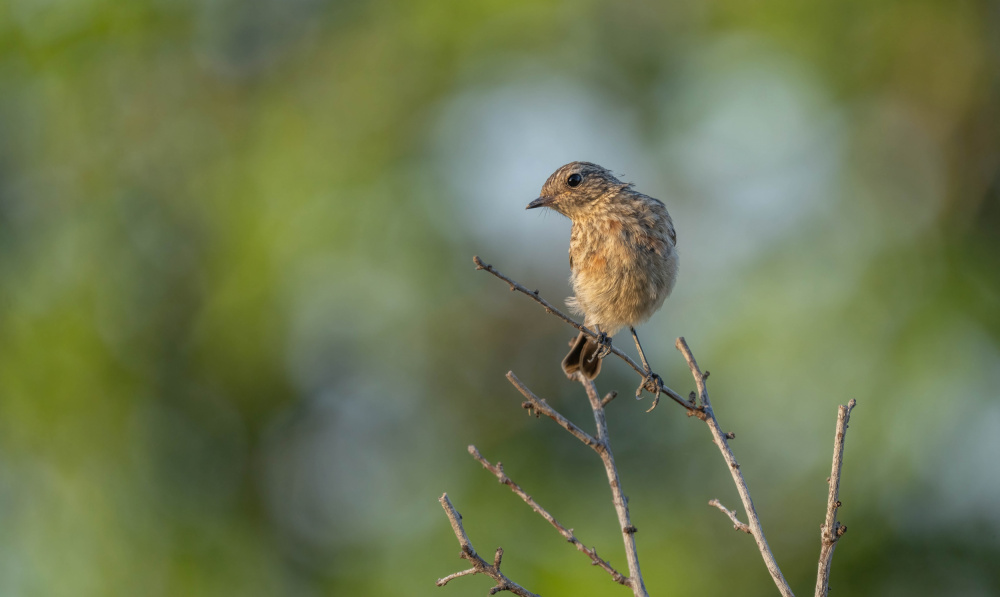 Young European Stonechat (Saxicola rubicola) von Ezequiel Tortajada