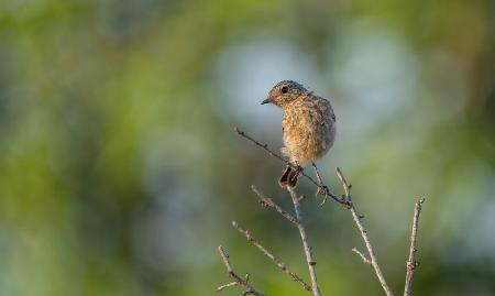 Young European Stonechat (Saxicola rubicola)