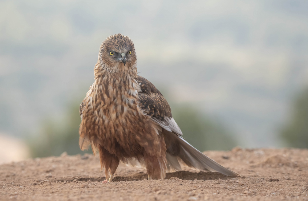 Western Marsh Harrier (Circus aeruginosus) von Ezequiel Tortajada