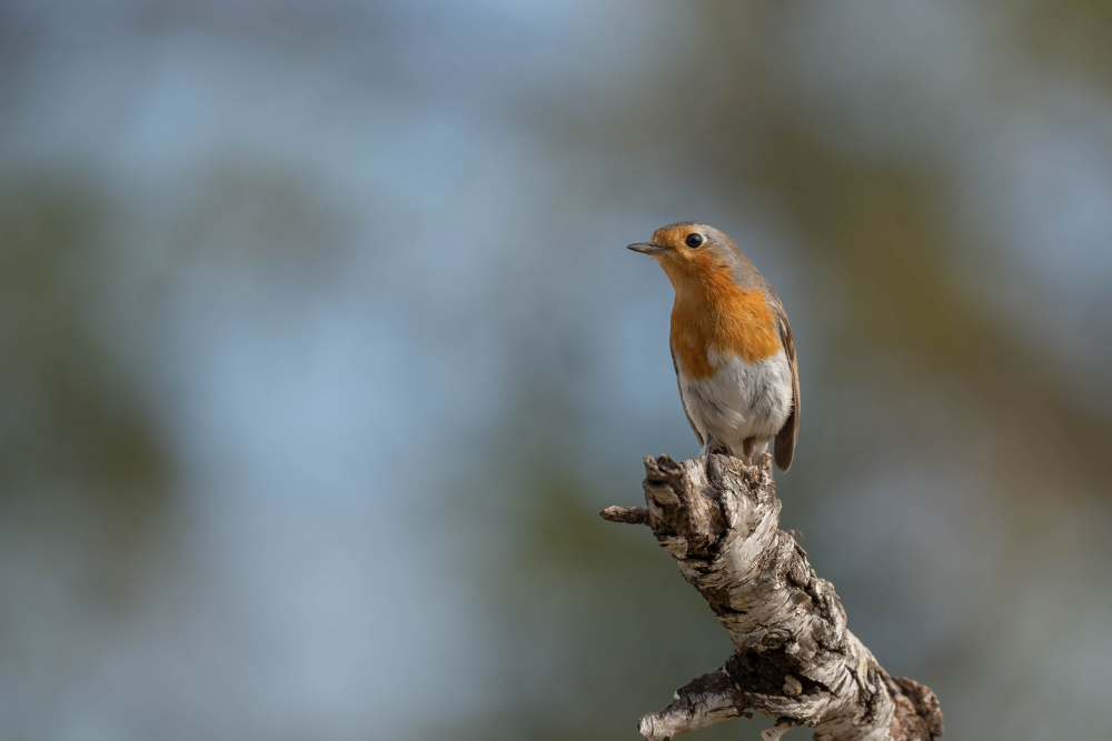 European robin (Erithacus rubecula) von Ezequiel Tortajada