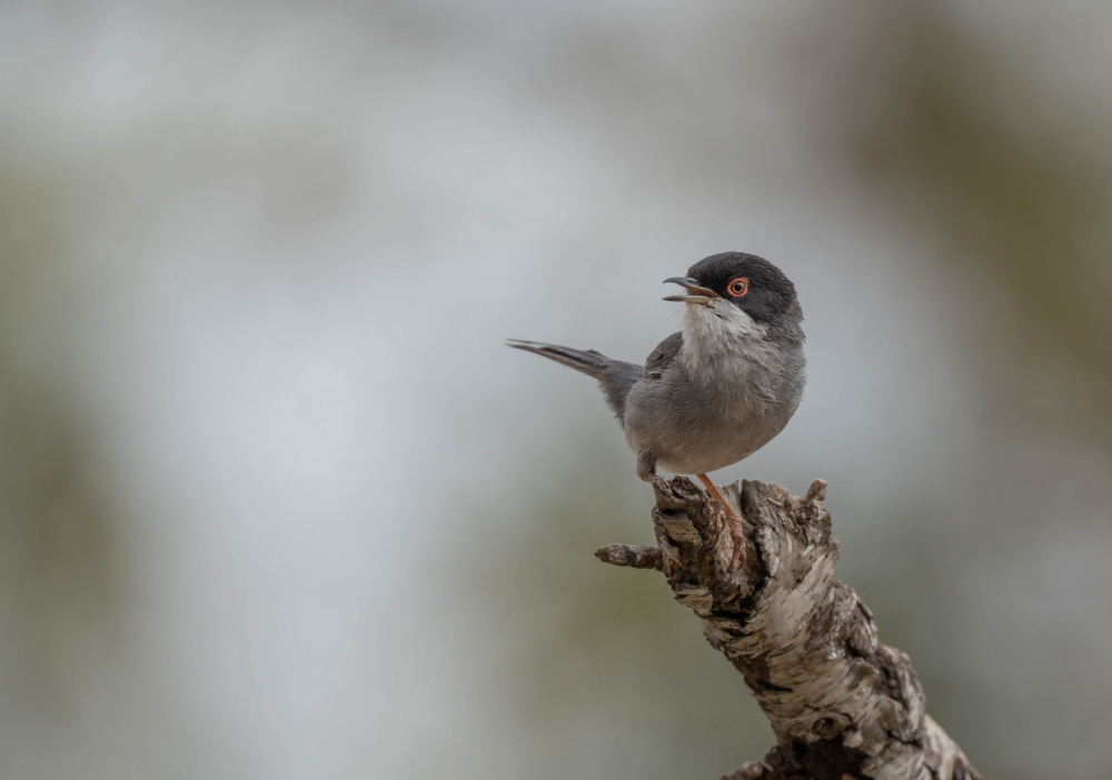 Sardinian Warbler (Sylvia melanocephala) von Ezequiel Tortajada