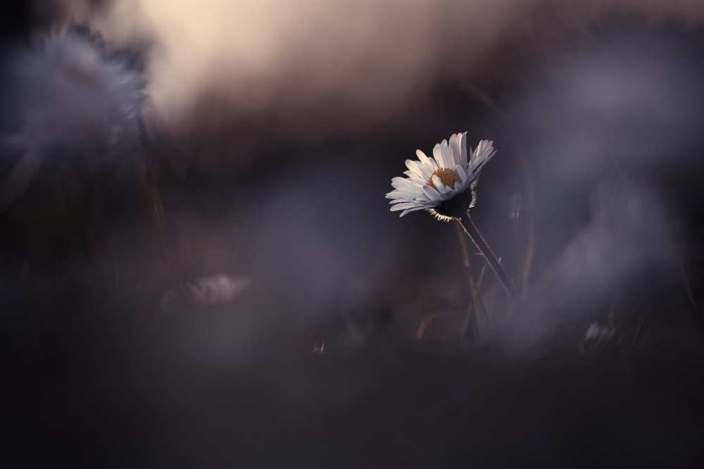 A poor lonesome paquerette von Fabien Bravin