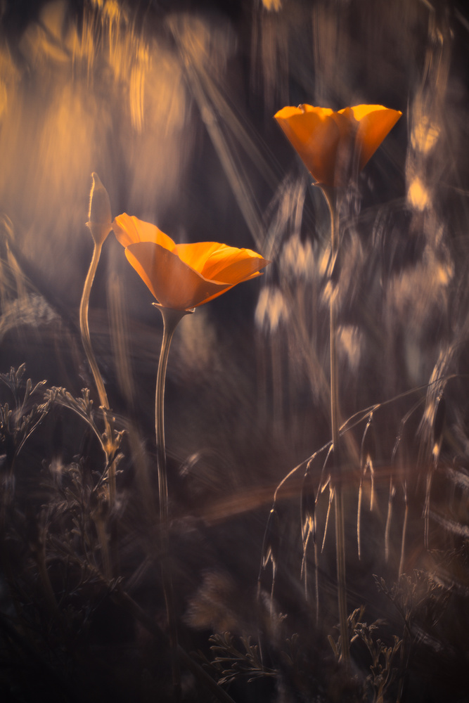 From The Enchanted Secret Garden von Fabien Bravin