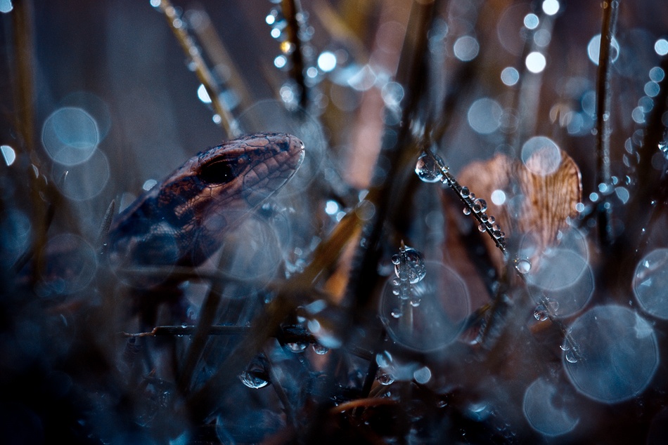 Eye contact von Fabien Bravin