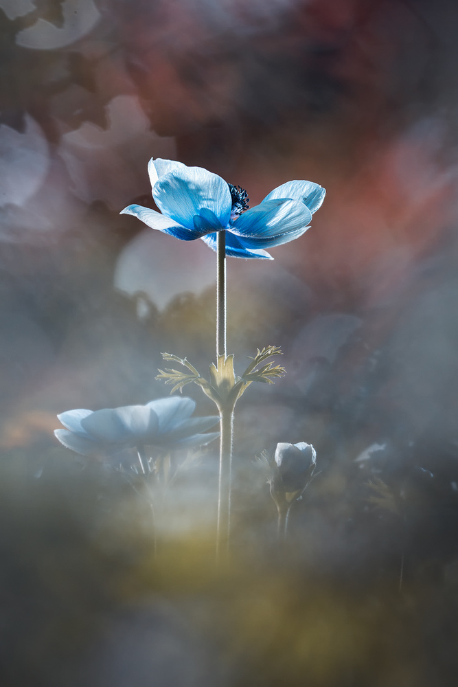 Blossom like a flower von Fabien Bravin