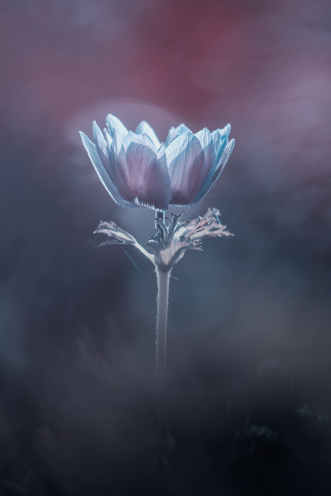 Flowers grow in silence von Fabien Bravin