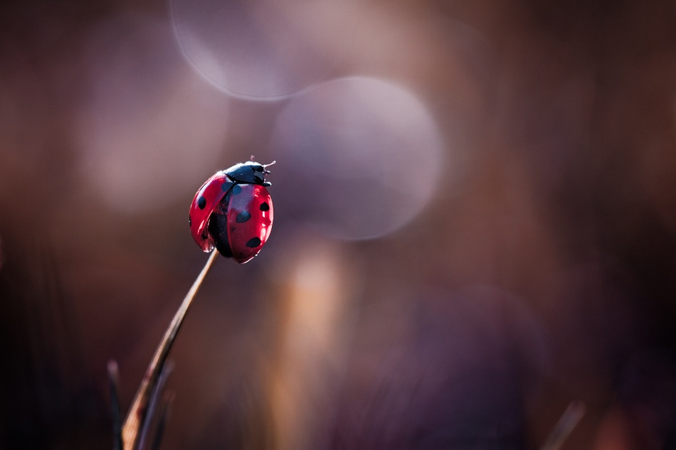 Being thankful for nature\&#039;s bounty von Fabien Bravin