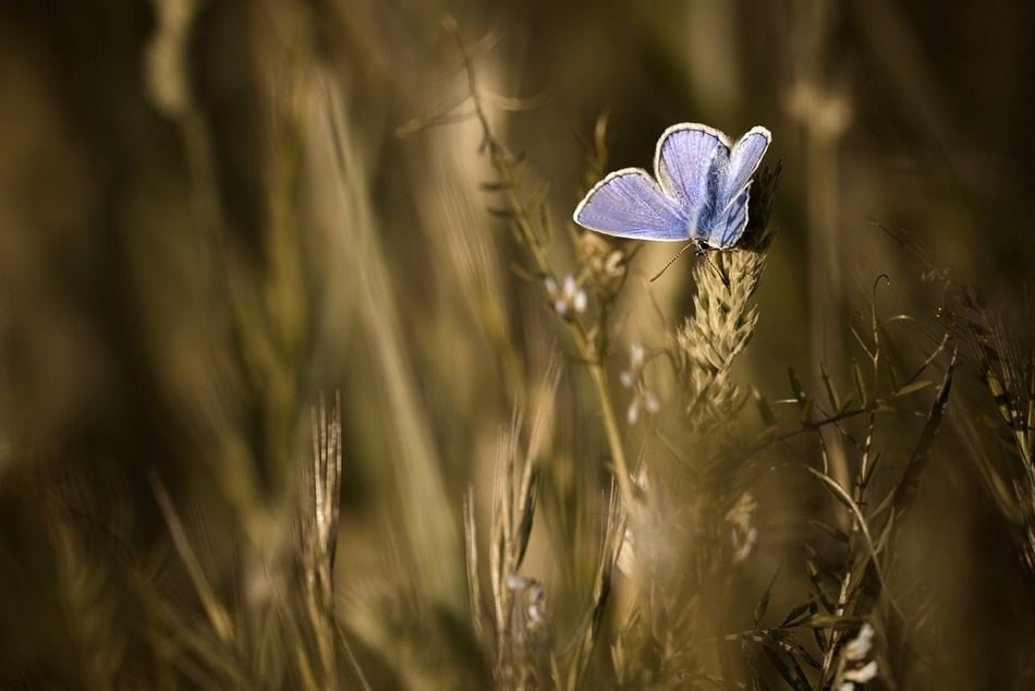 Happiness is in the meadow von Fabien Bravin