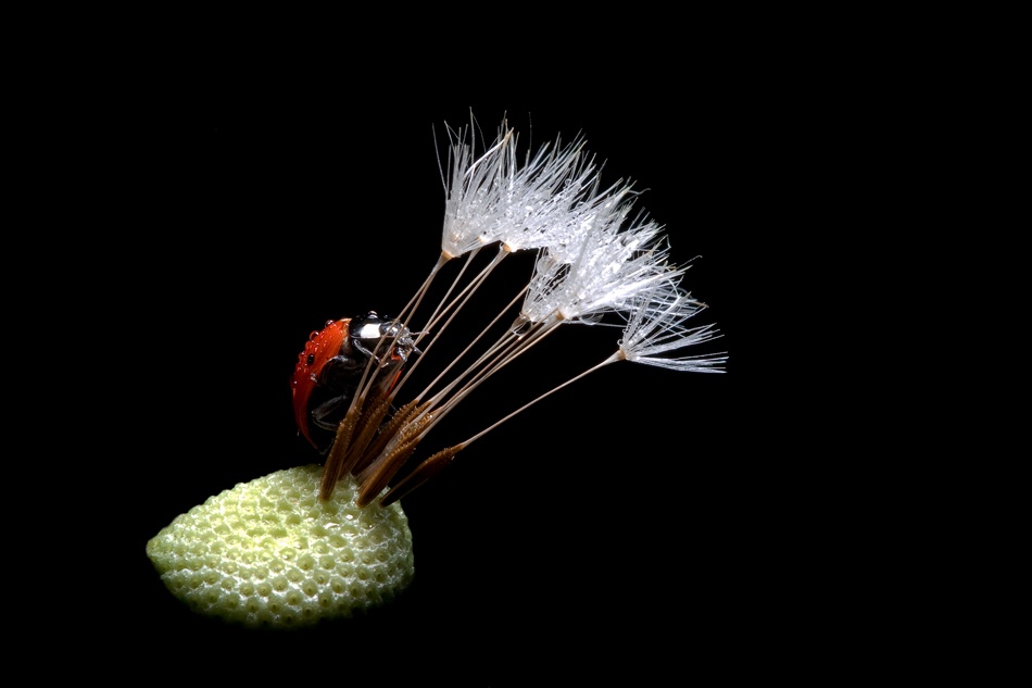 The lady bug and the dandelion II von Fabien Bravin