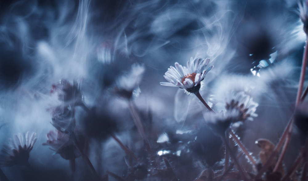 The smoking daisies von Fabien Bravin