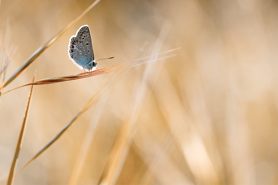 The sweetness of life von Fabien Bravin