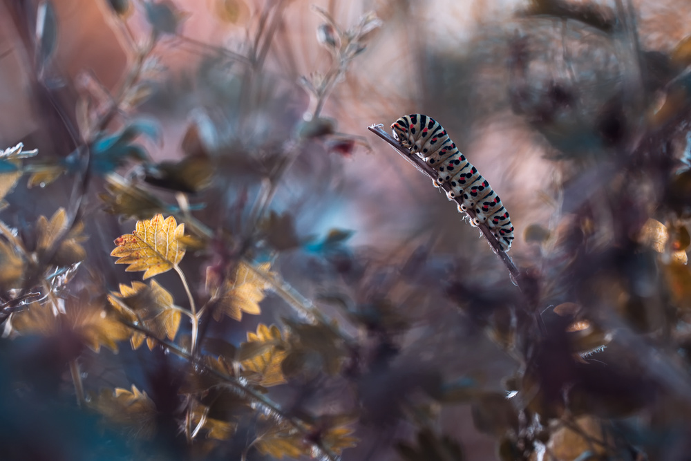 Les aventures merveilleuses dune chenille au pays dAlice von Fabien Bravin