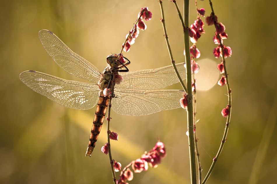 Tu baguenaudes dans les paturages ... von Fabien Bravin