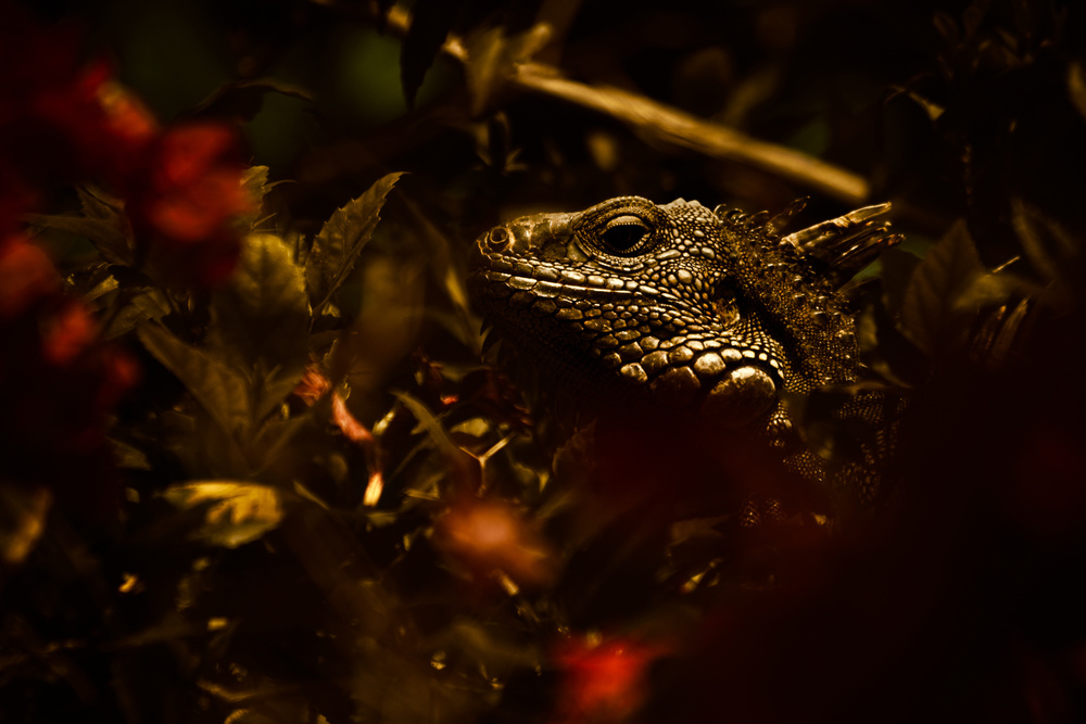 Saurian eye von Fabien Bravin