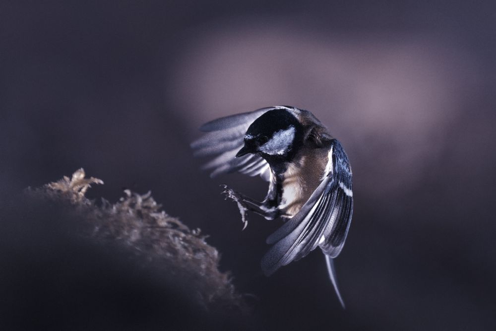 Eine Vogelwelt VI von Fabien Bravin