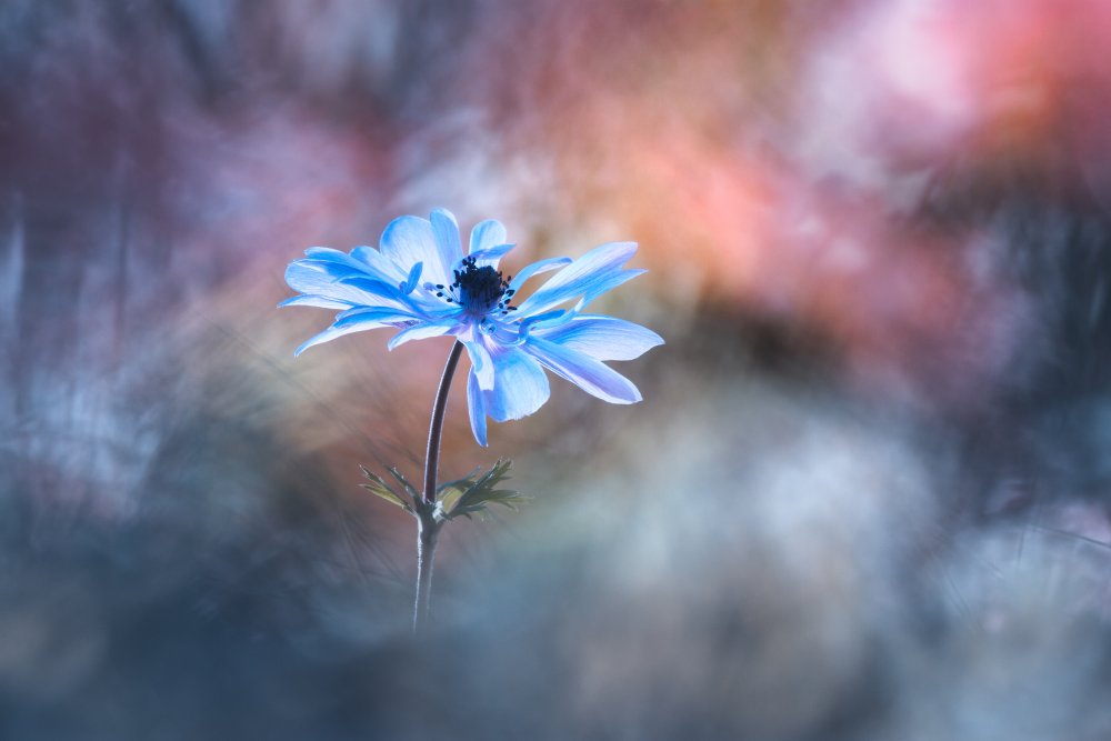 it takes sunshine and rain to make a rainbow von Fabien Bravin